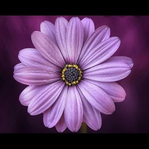 Meet your Posher, Colleen